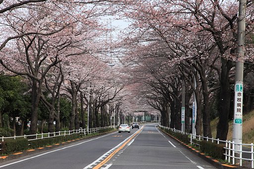 桜のトンネル