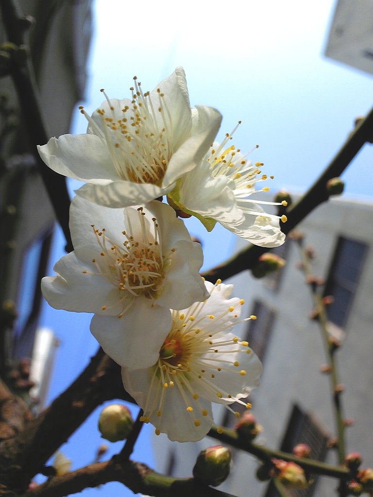 早咲きの梅