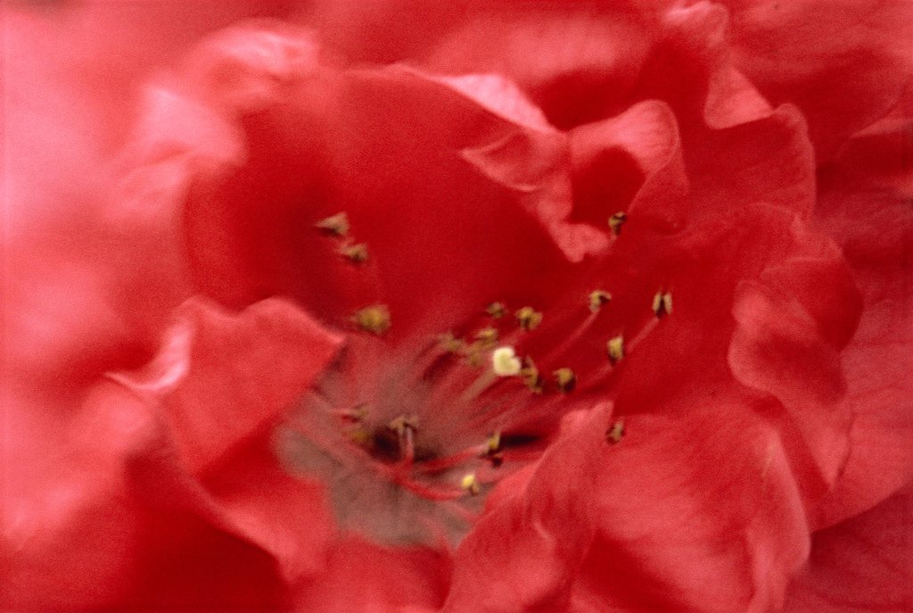 紅　花桃