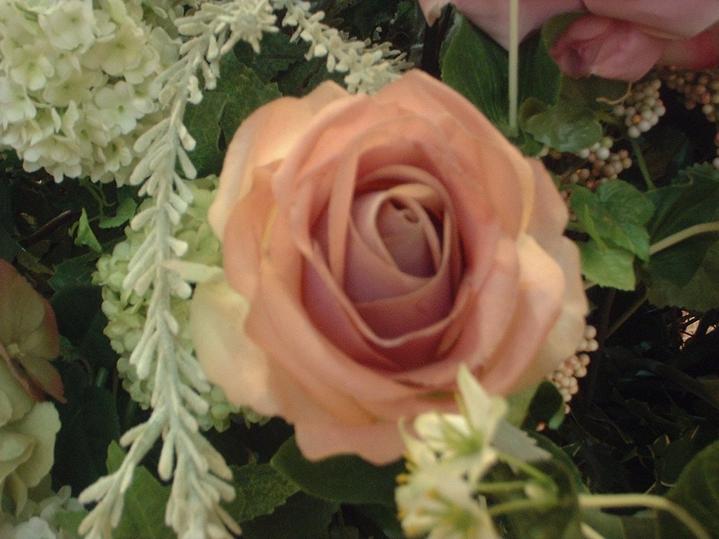 薔薇ですが・・・