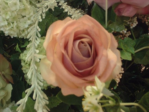 薔薇ですが・・・