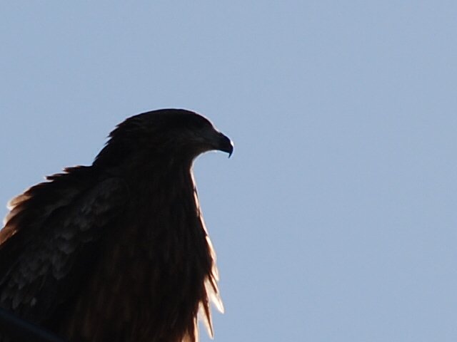 シルエット　鳶