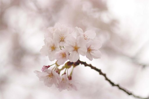 今日の桜