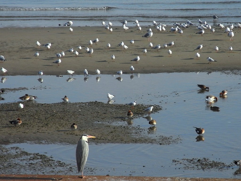 水鳥さんたち
