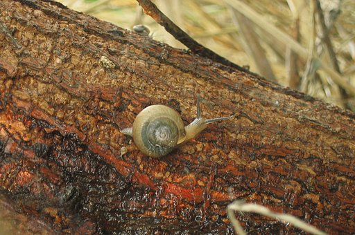 【ザ・ワールド】でんでん虫の世界