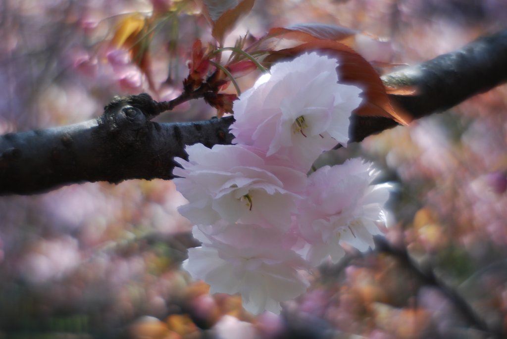 八重桜・・・