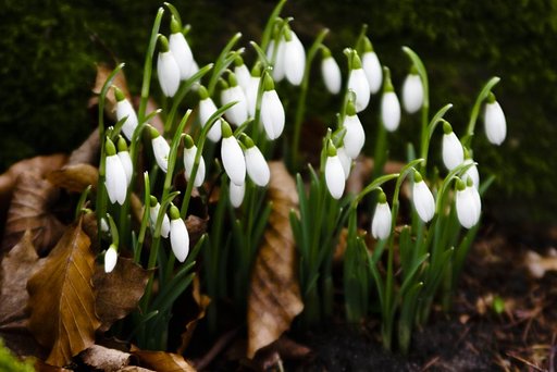 Galanthus nivalis