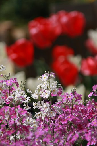 学校の花壇
