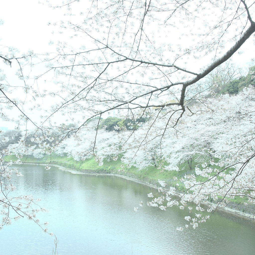 淡い千鳥ヶ淵