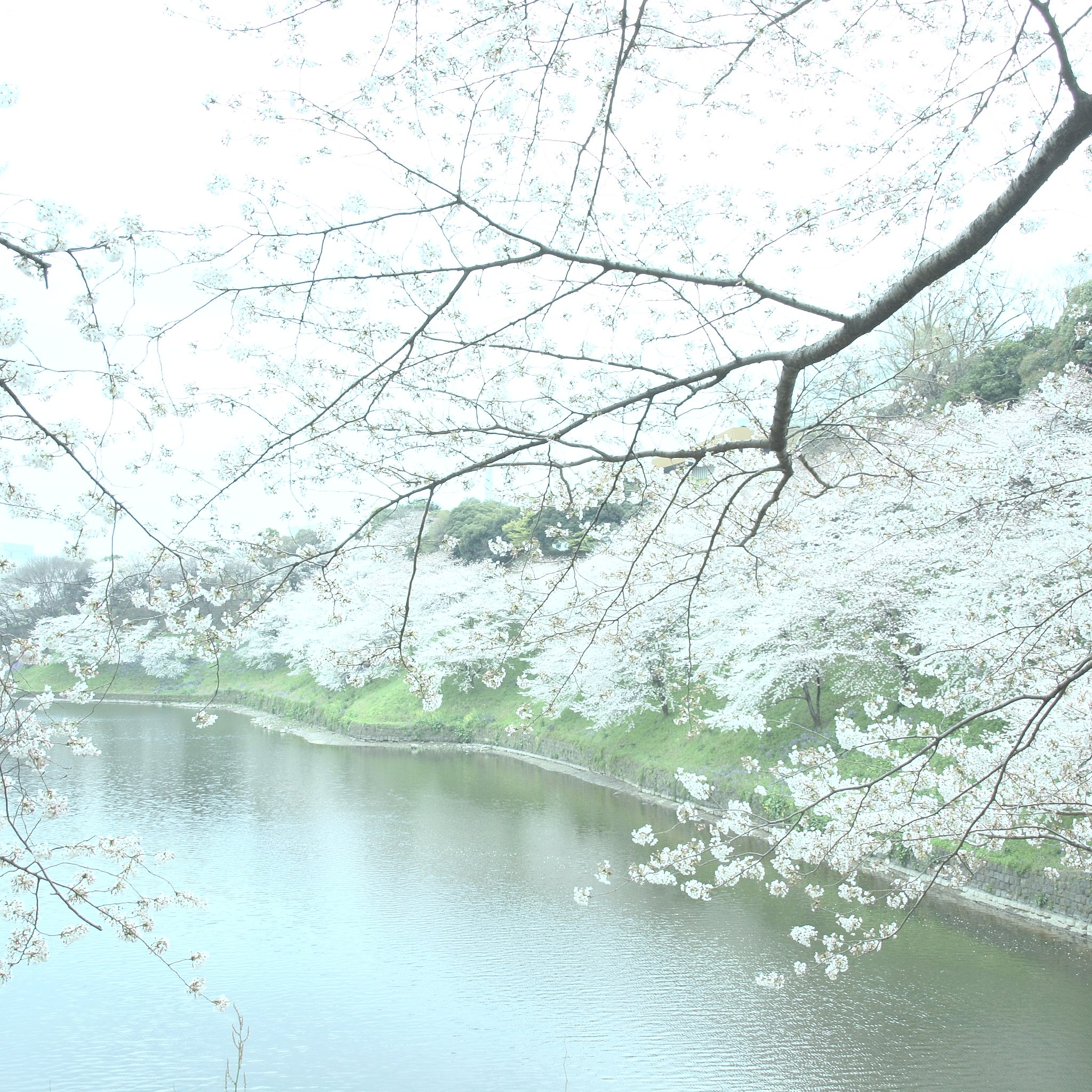 淡い千鳥ヶ淵