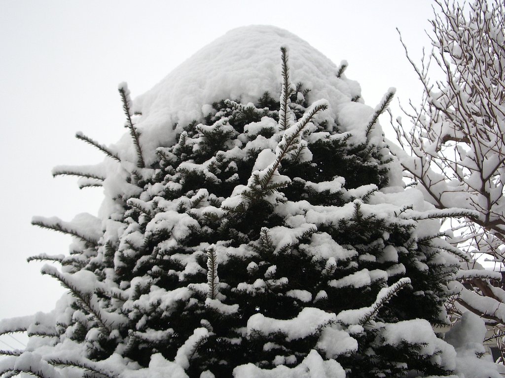 大雪