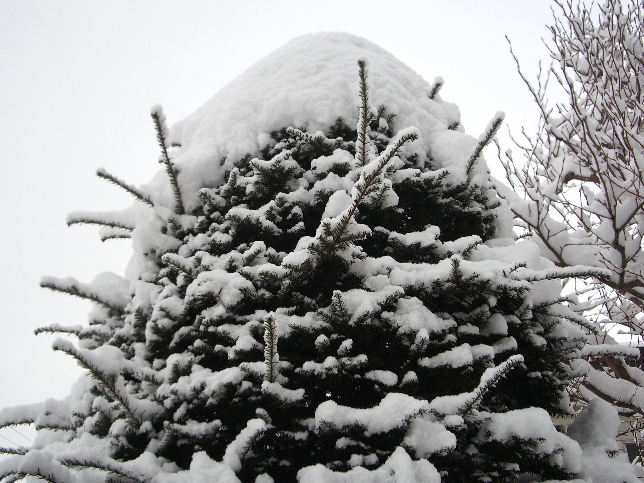 大雪