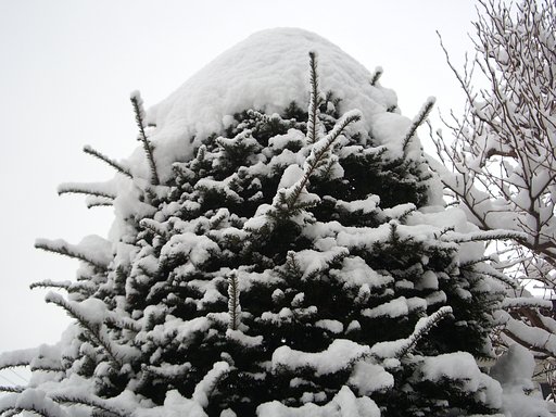 大雪