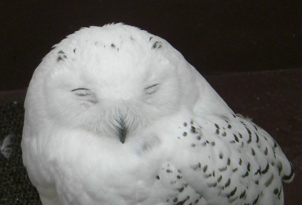 フクロウには目が無い私です