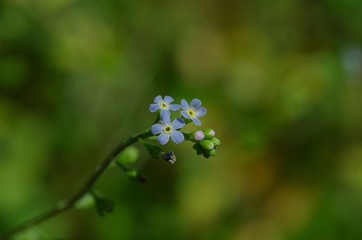 胡瓜草？