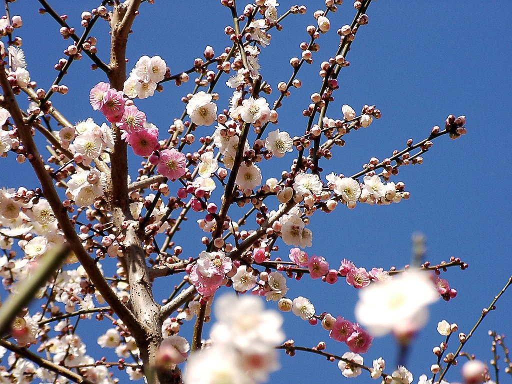 ★ウメの花くらべ-27 八重海棠