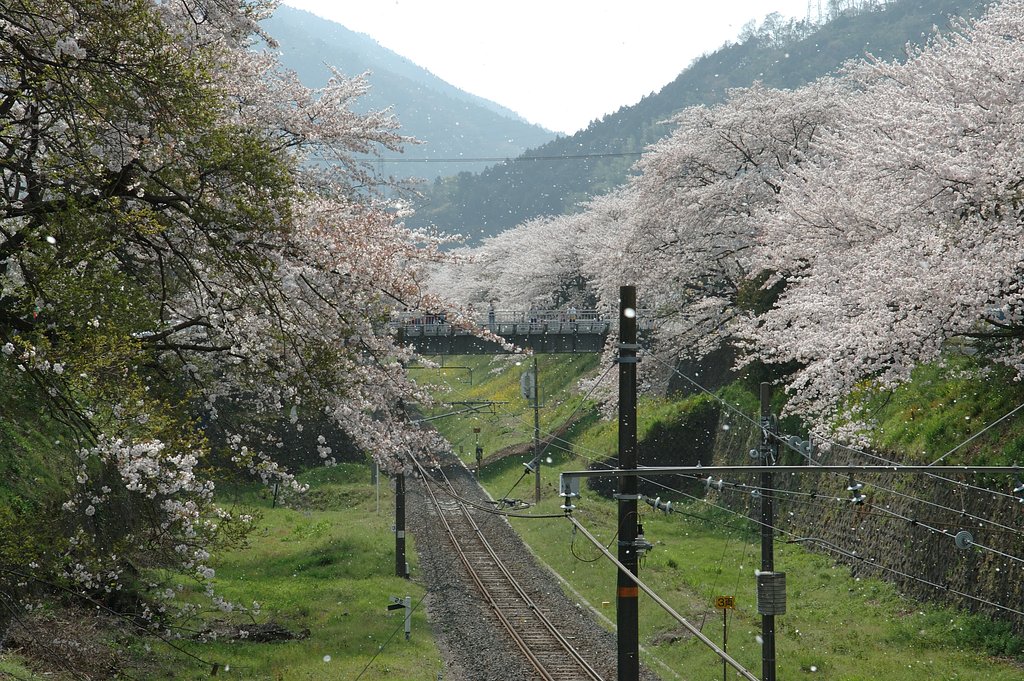 桜吹雪？？