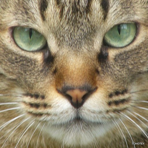 猫に肖像権はいらないのだぁ