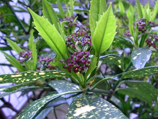 ベッコウの花