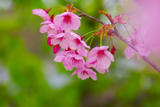 花曇りの日に
