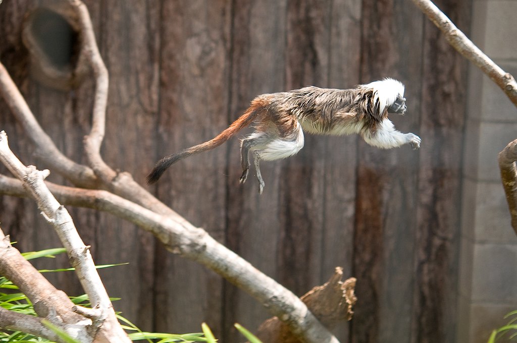 JUMP！