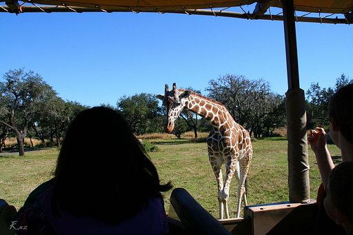 キリンさんの首は長いのね