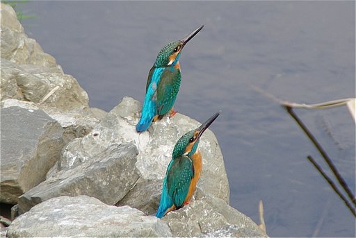 ラッキーな番カワセミ