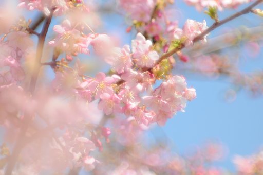 さくら