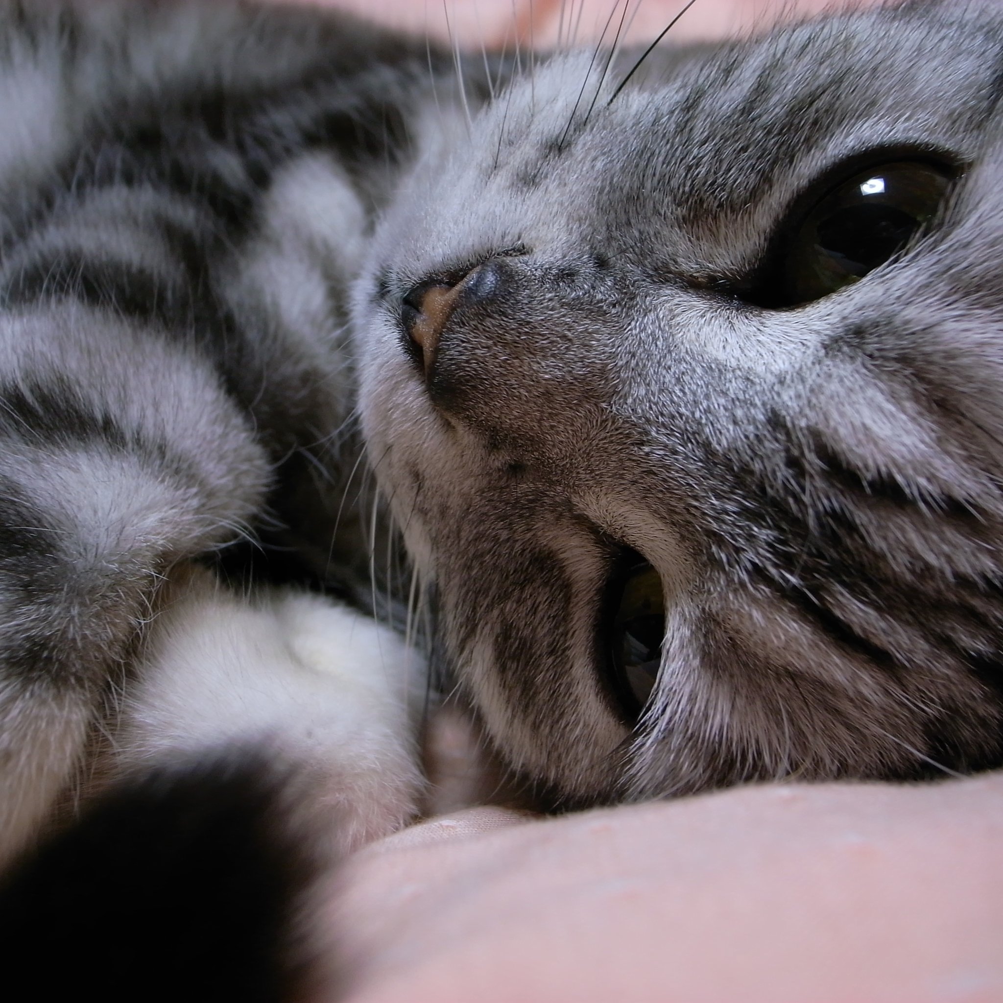 蛍光灯　と　猫の目