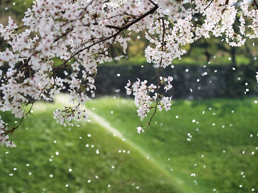 しずこころなく花の散るらん