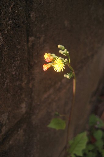 壁際の花