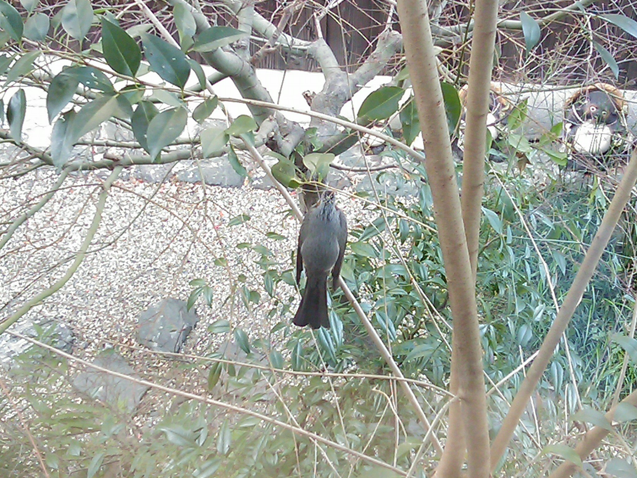 野鳥