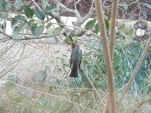 野鳥
