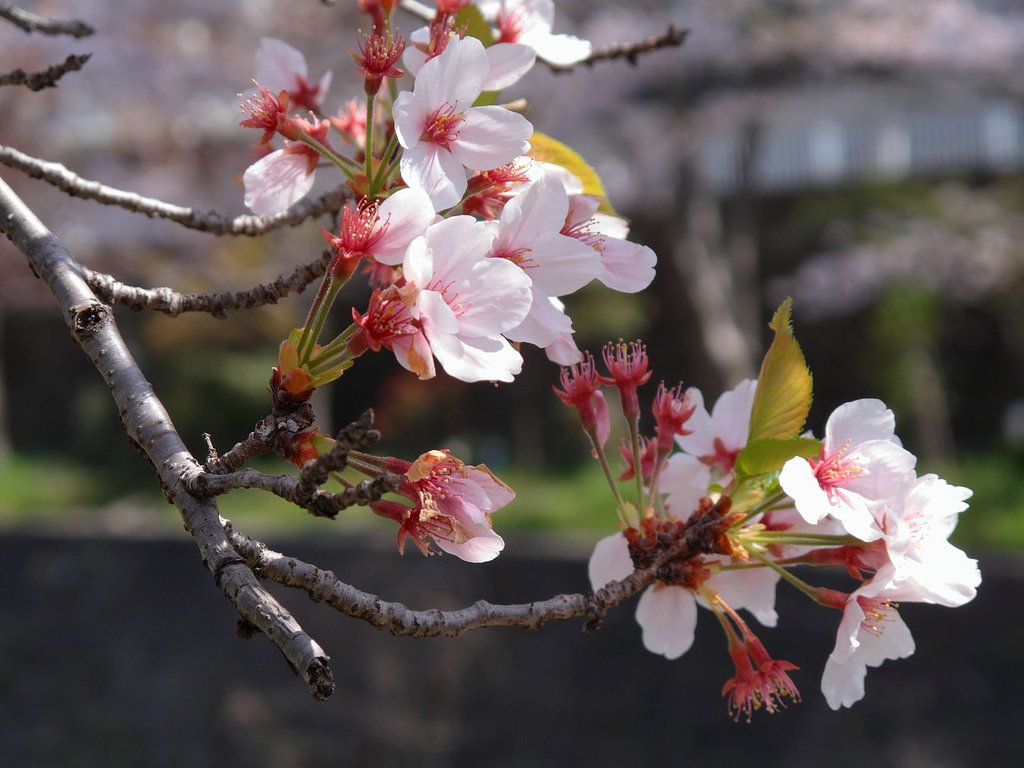 桜ももう少し