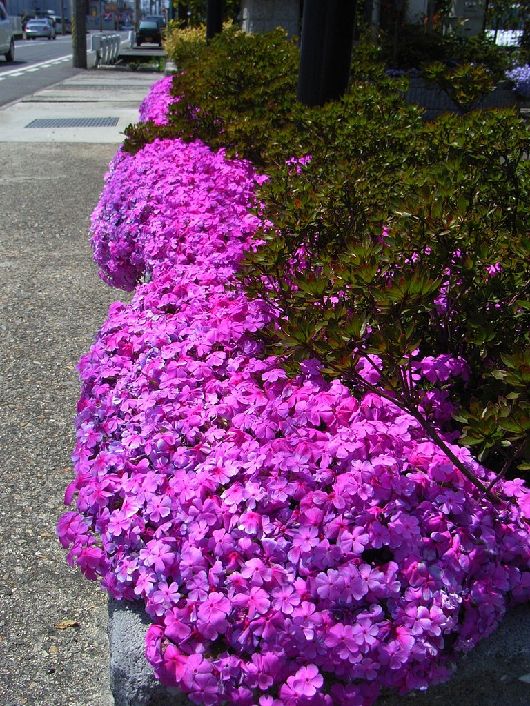 ピンクベルト