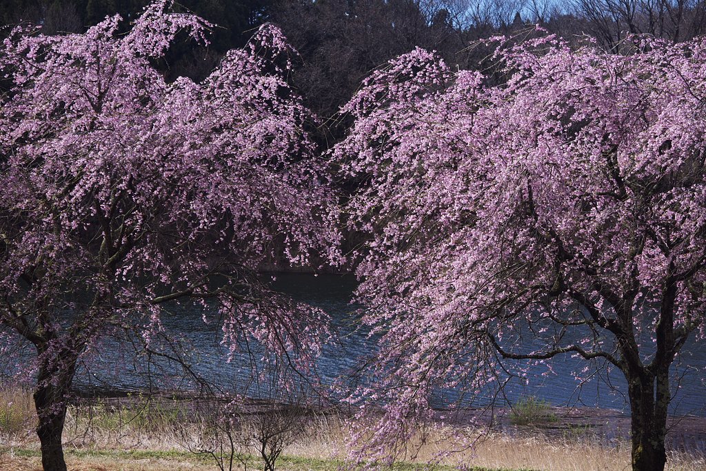 姉妹桜