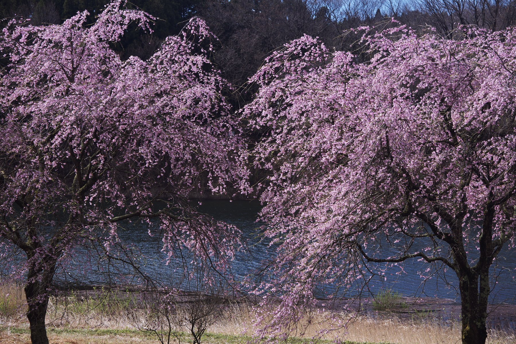 姉妹桜