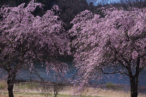 姉妹桜