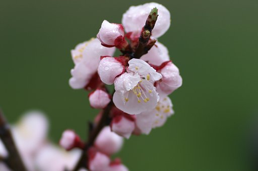 あんず