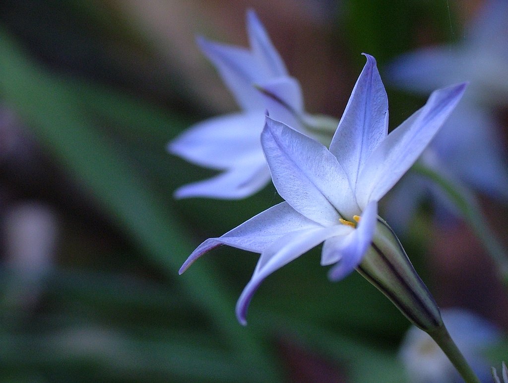 これって…　花ニラ　？
