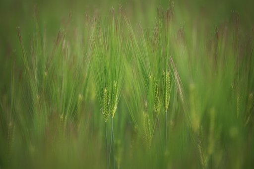 青麦
