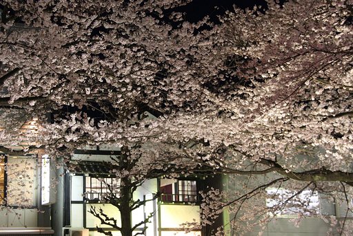 夜桜