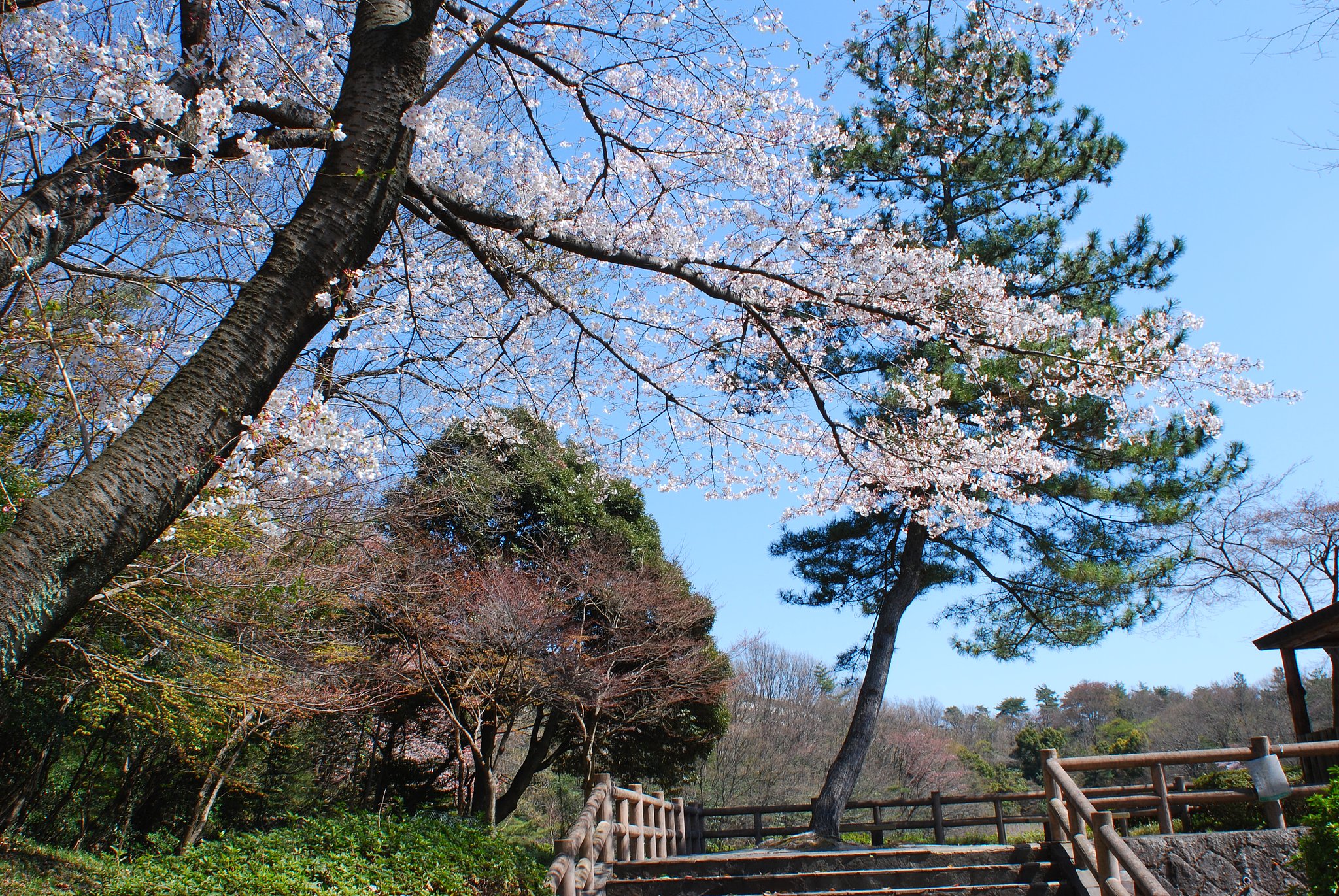 桜満開です。