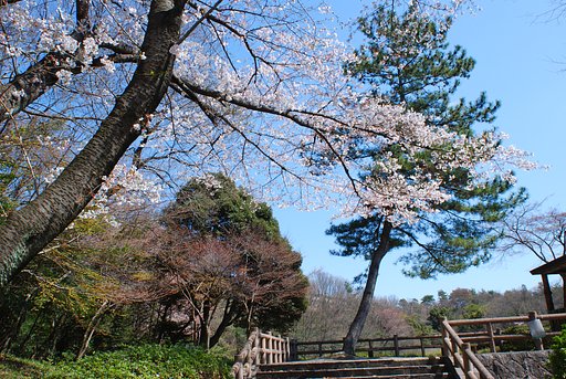 桜満開です。