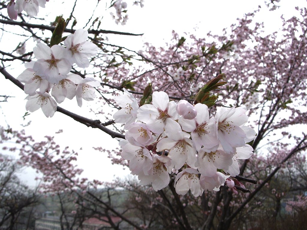 公園2