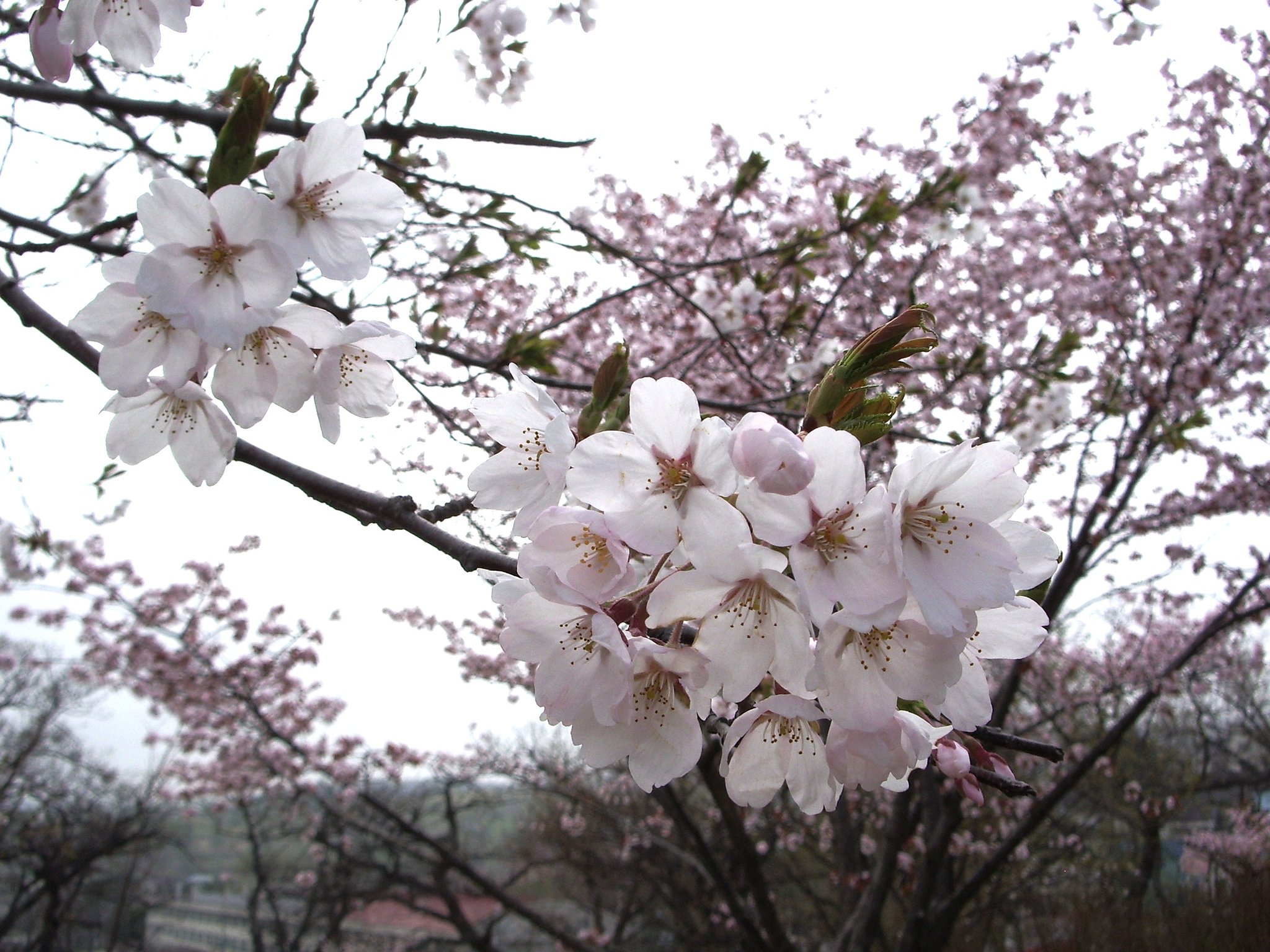 公園2