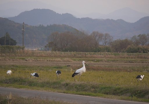 コウノトリ