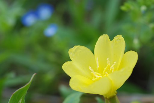 待宵草（マツヨイグサ）？
