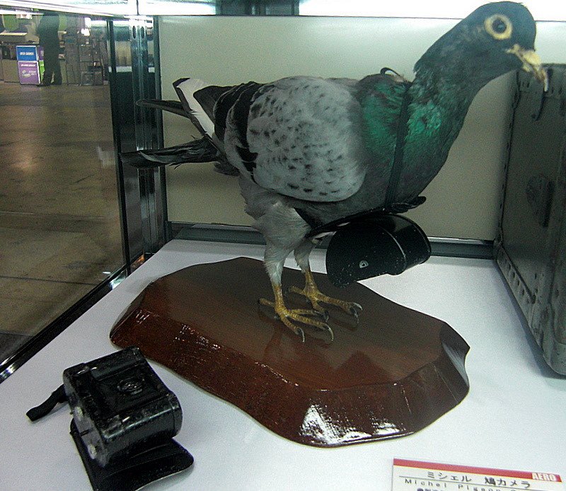 鳩カメラ