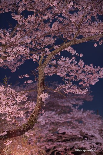 怪しげに・・・